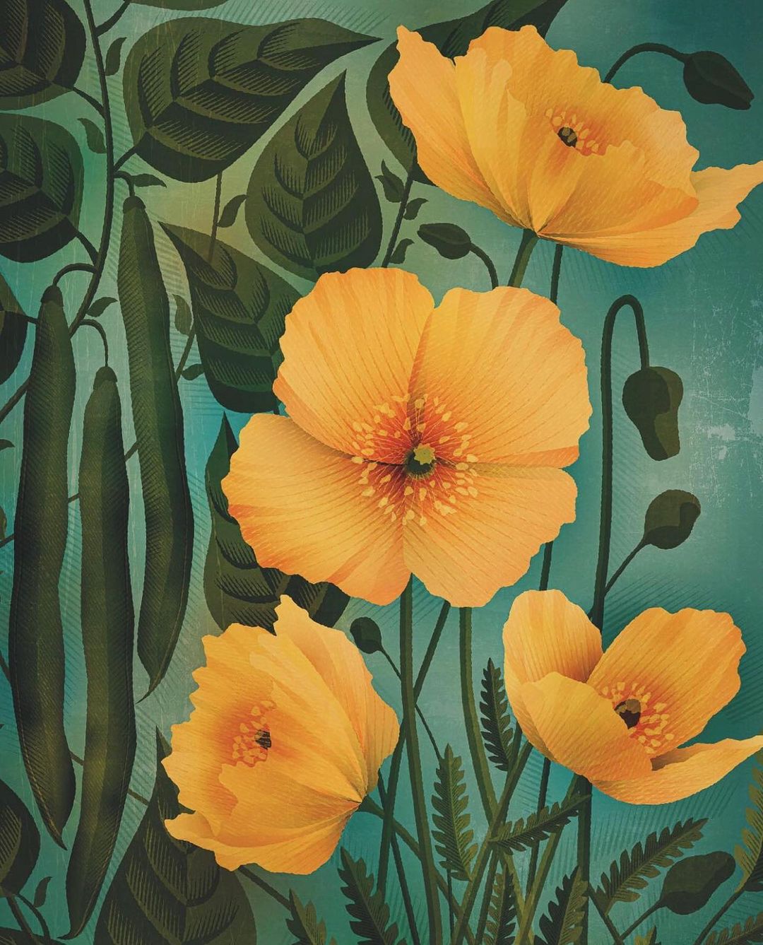 Illustration of bright yellow poppy flowers with dark green foliage and long green beans against a teal background.