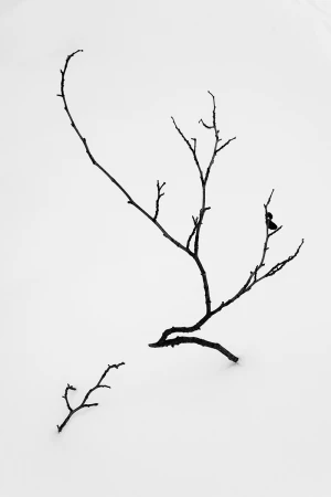 Minimalist black and white photo of a bare dark branch and a small detached twig resting on pristine white snow