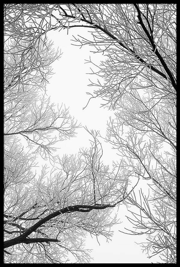 Low angle view of frost covered tree branches against a bright overcast sky captured by Martin Vorel in Berlin