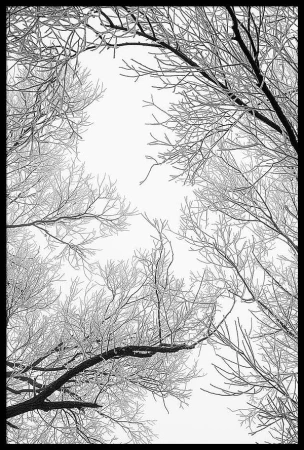 Low angle view of frost covered tree branches against a bright overcast sky captured by Martin Vorel in Berlin