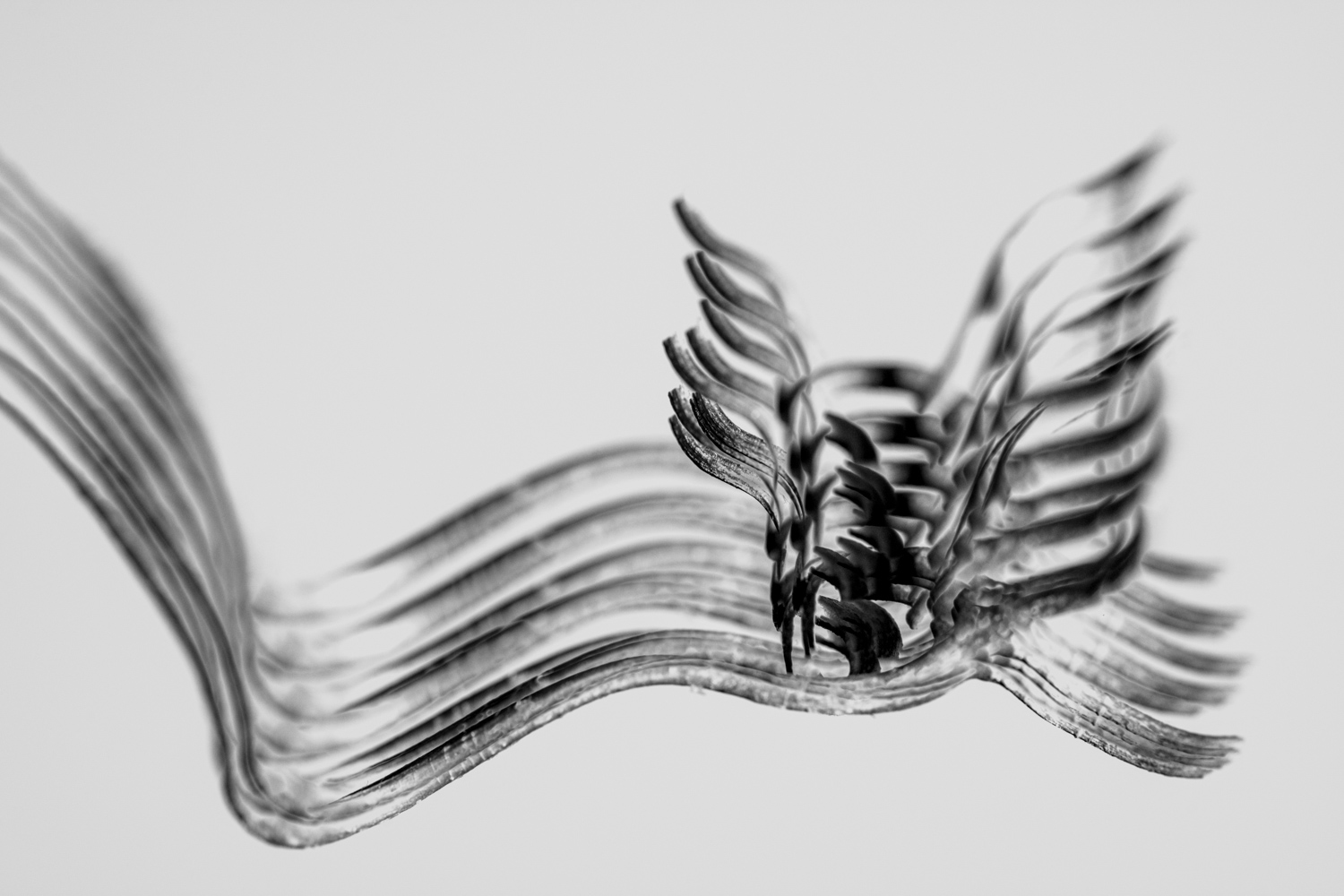 Macro view of brush bristles bending and curving in grayscale tones against a light background