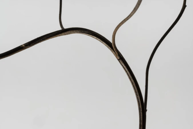 Macro view of dark curved bare plant stems against a plain white background