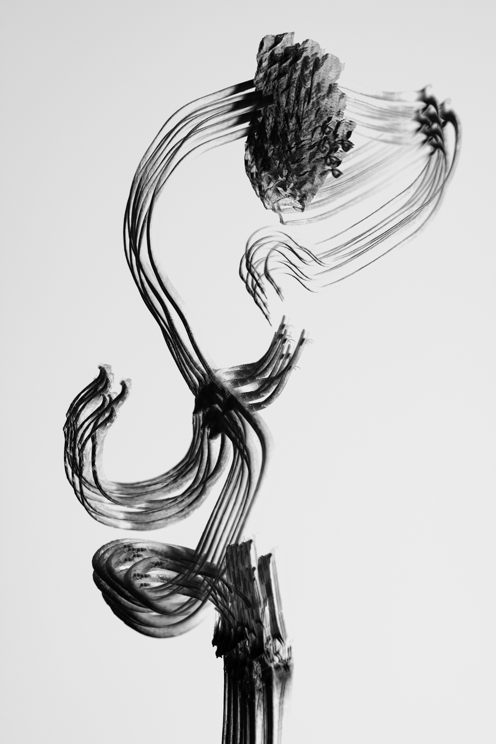 Black and white abstract photographic art featuring smeared ink strokes extending from a textured botanical element.