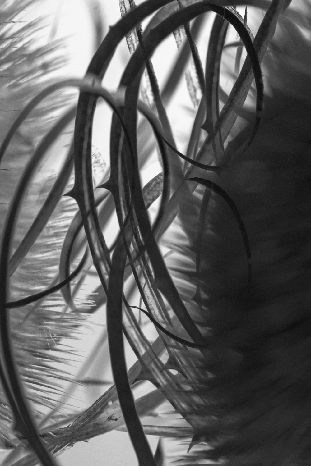 Monochrome close-up of curved thorny plant stems and sharp leaves against a pale, softly lit background.