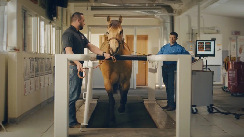 A tan horse walking on an equine treadmill inside a facility, handled by two men.