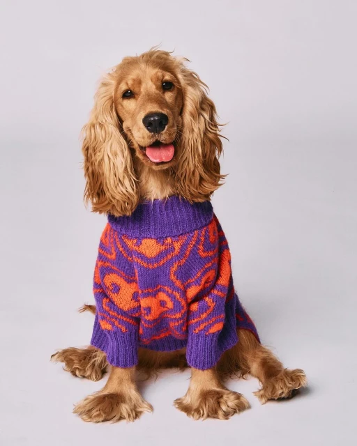 Dog in a purple and orange sweater sitting in a photo studio looking at the camera with its tongue visible and floppy ears.
