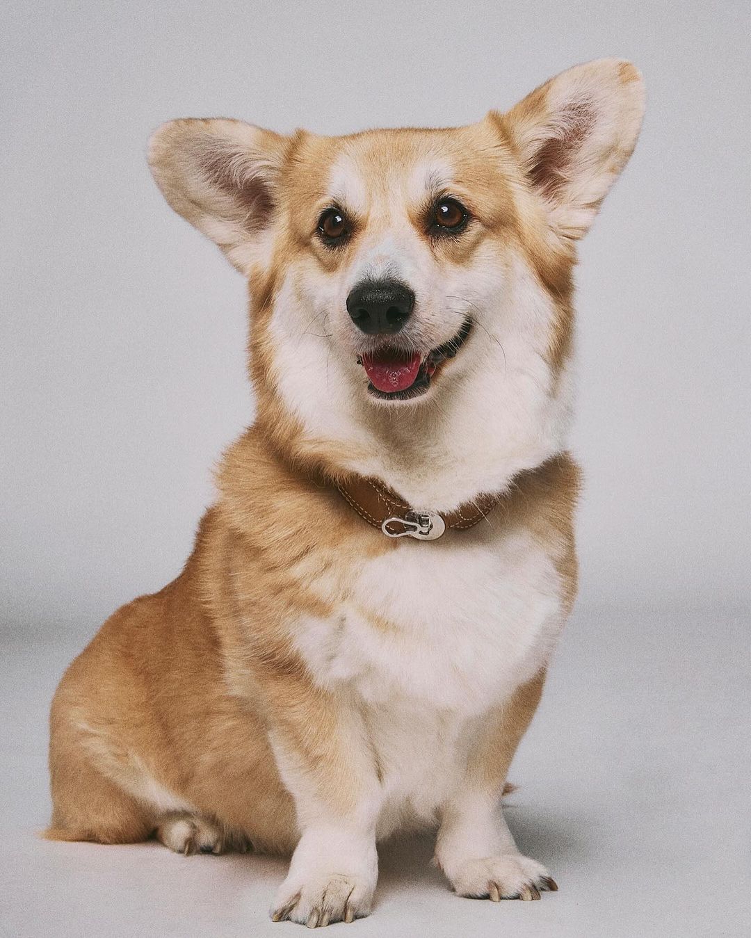 Tan and white corgi dog wearing a brown collar sits in a photo studio with a neutral background, looking directly at the camera.