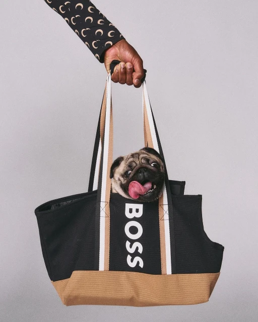Pug dog with tongue out in Hugo Boss tote bag held by an adult hand wearing a black patterned sleeve on a gray background.