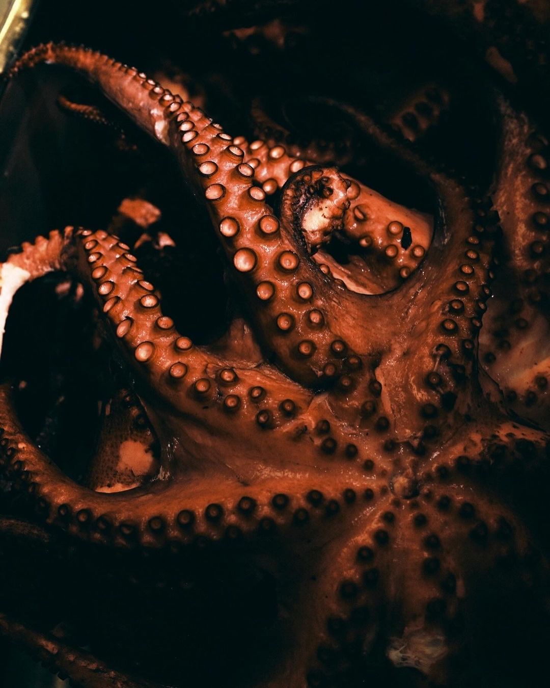 Close-up photo of a cooked octopus featuring its tentacles and suckers against a dark background, ideal for culinary themes.