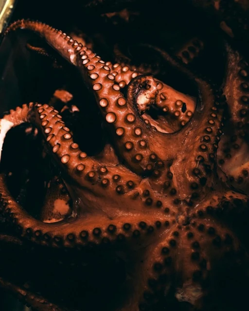 Close-up photo of a cooked octopus featuring its tentacles and suckers against a dark background, ideal for culinary themes.
