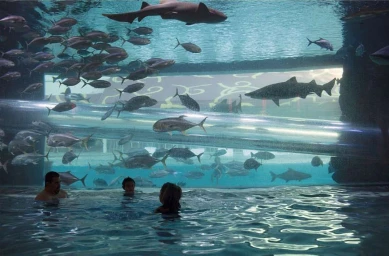 People swimming in a large indoor aquarium pool surrounded by numerous fish and sharks swimming above and around them.