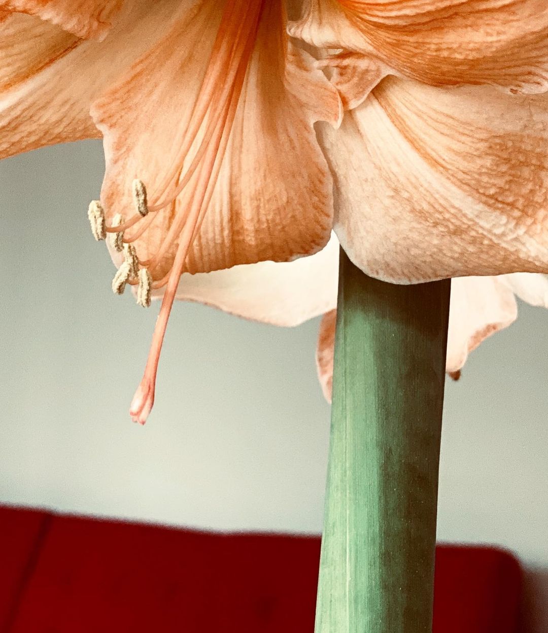 Close-up of a peach-colored amaryllis flower with a green stem against a soft white background with a hint of red on a sofa.