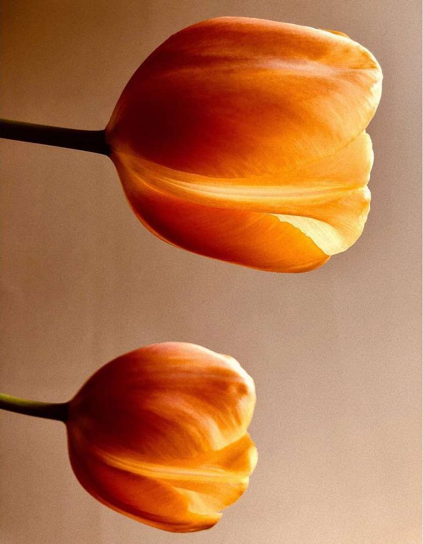 Close-up studio shot of two orange tulips in soft lighting against a neutral background, showcasing their delicate petals and form.