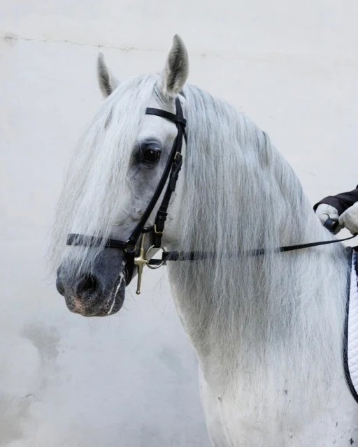Close-up of a white horse with long flowing mane and a black bridle against a white wall, providing a clean equine portrait.
