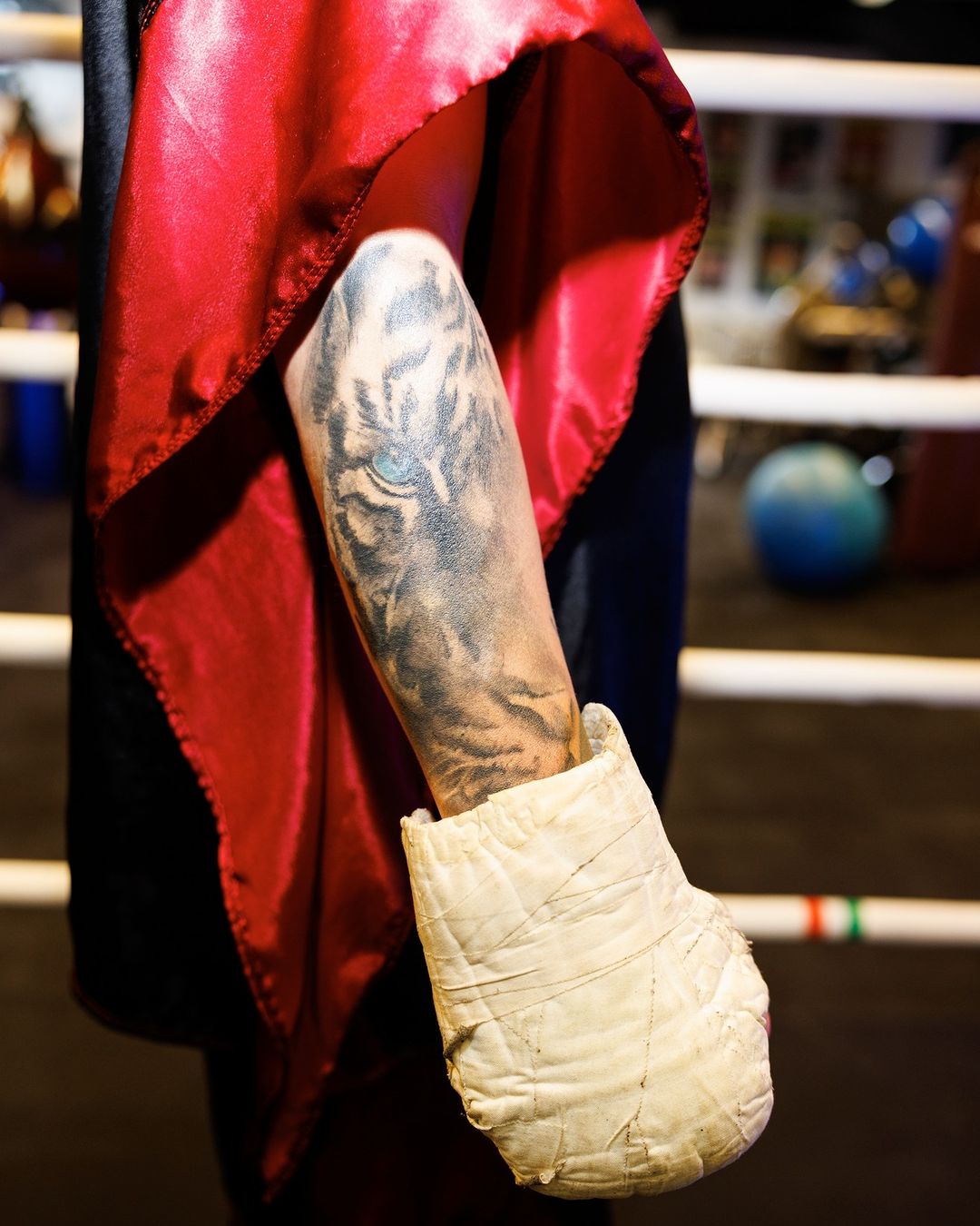Close-up of a boxer's arm in a boxing ring with a white glove and an elaborate tiger tattoo with a red satin robe in the background.