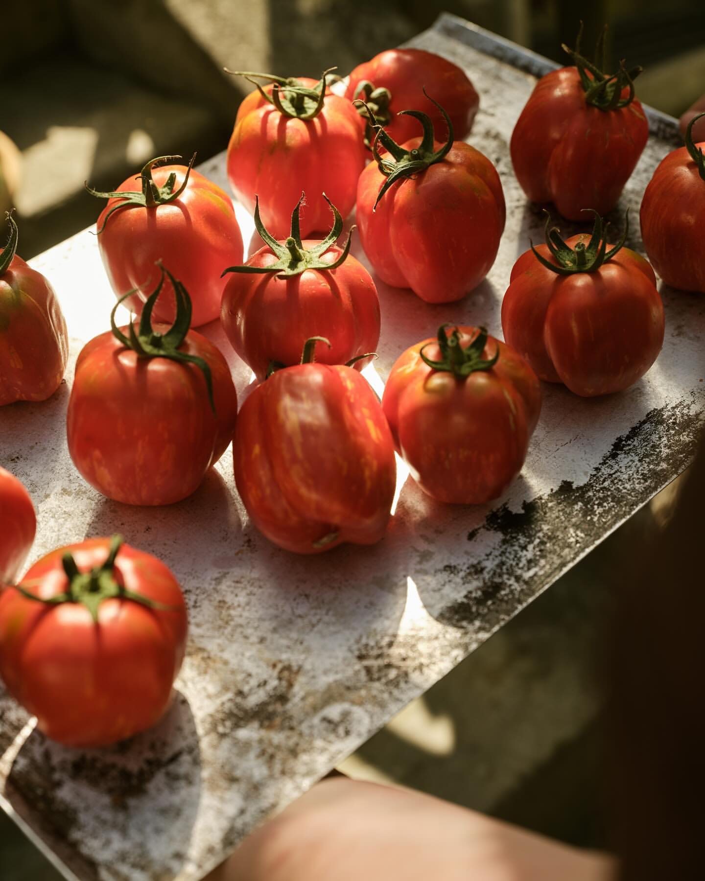 A close-up overhead shot features ripe heirloom tomatoes displayed on a worn metal tray, illuminated by natural light, suggesting freshness and garden-to-table.