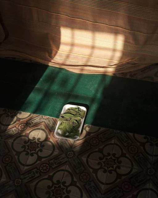 Indoor shot showcases bay leaves in a white tray on a patterned tile floor, bathed in sunlight streaming through a window onto a green surface.