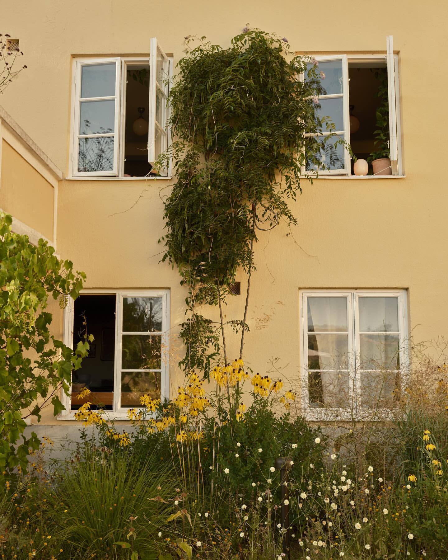 Exterior view of a two-story building with white-framed windows, a climbing vine, and a garden with yellow and green plants.