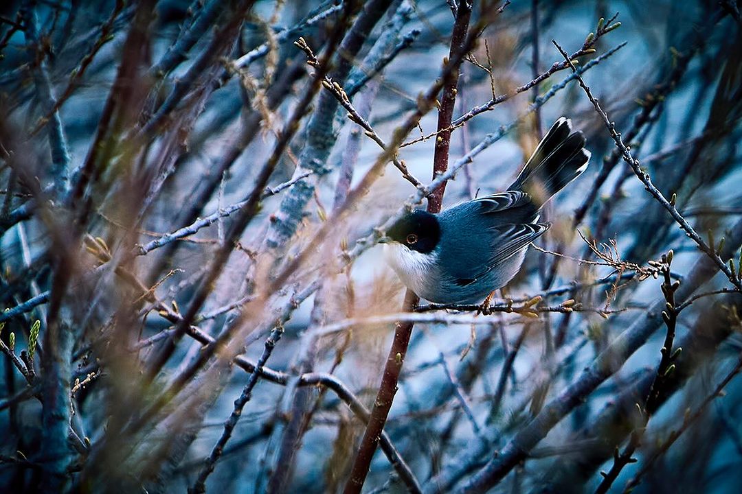 Small grey and white bird perched on a branch amidst intertwined branches in a natural setting, showcasing wildlife photography.