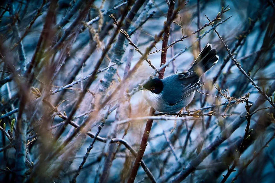 Small grey and white bird perched on a branch amidst intertwined branches in a natural setting, showcasing wildlife photography.