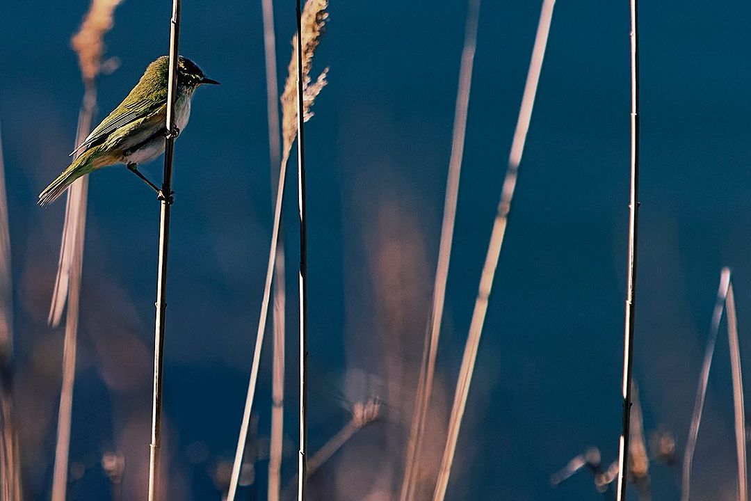 Small bird perches on a slender reed stalk against a blurred teal background, with several more reeds adding depth to the frame.