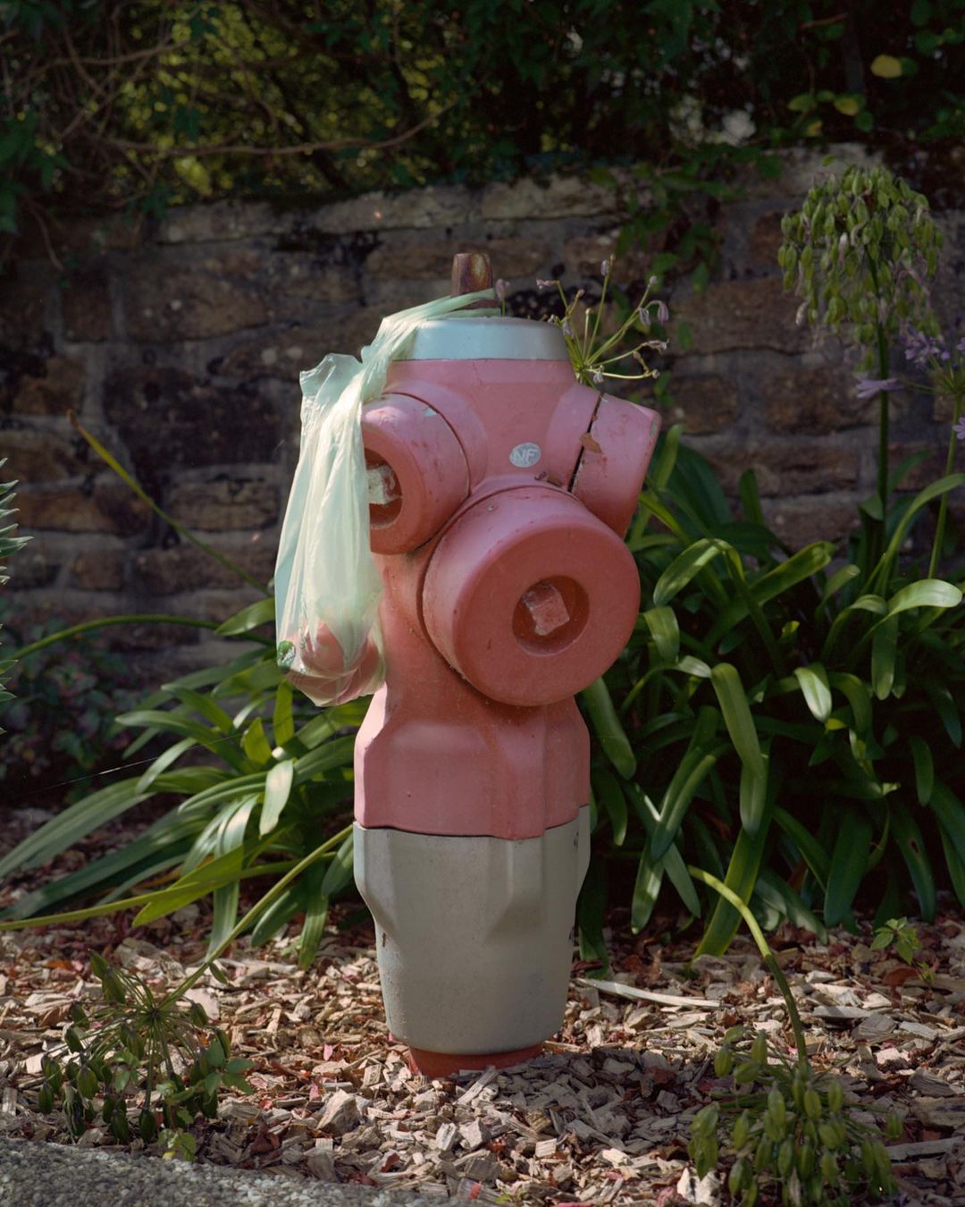 Outdoor shot of a pink and grey fire hydrant surrounded by lush green plants and mulch, beside a stone wall, with dappled sunlight.