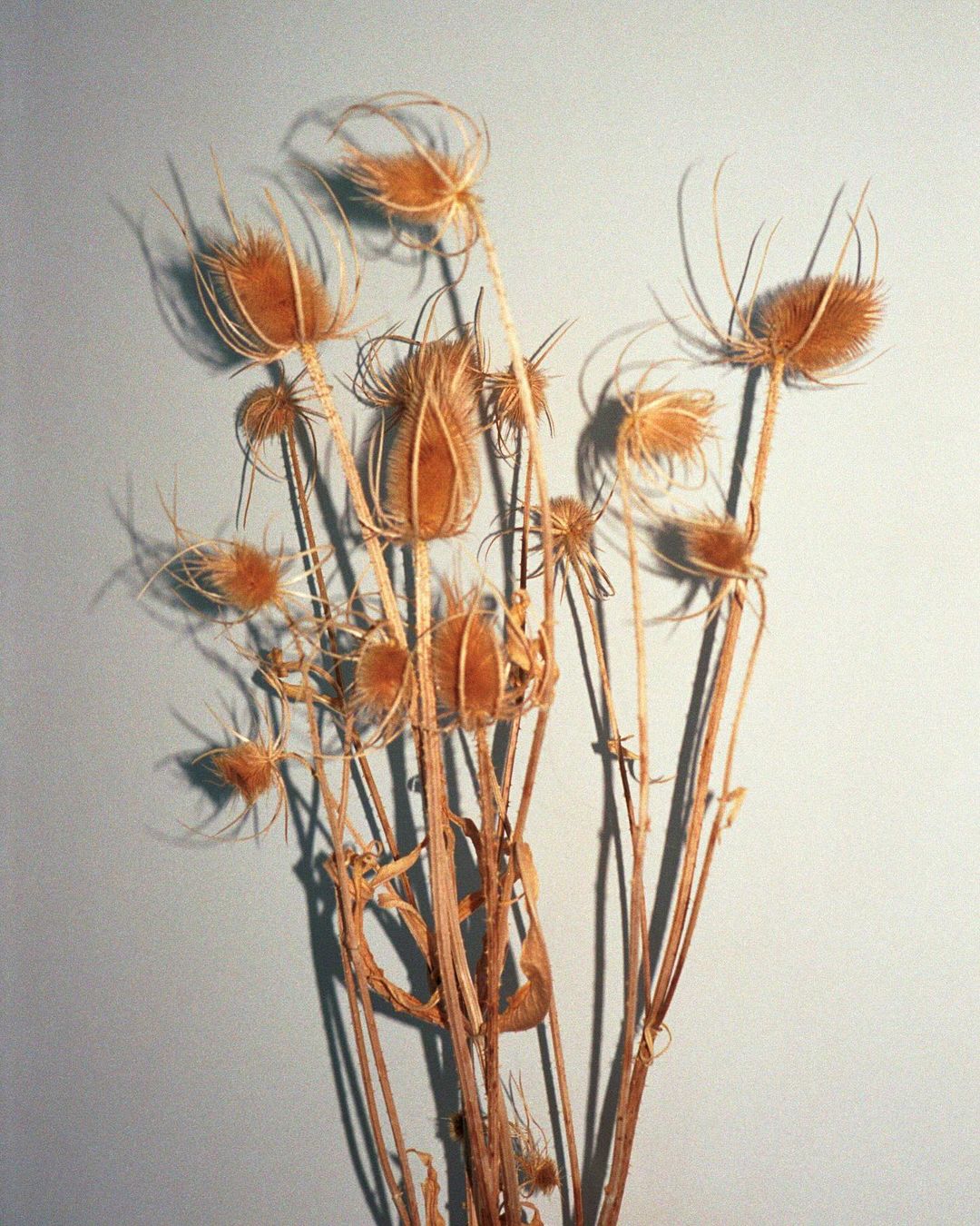 Dried teasel plants against a gray wall, casting shadows. The dried seed heads and stems create a neutral, textured, botanical composition.