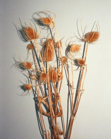 Philippe Billemont