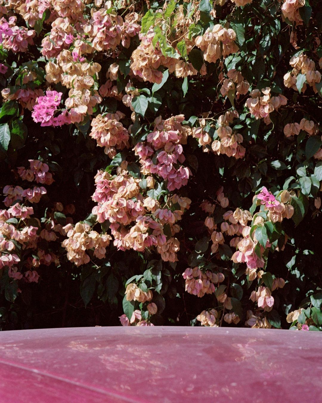 Floral bush with pink and beige blossoms in outdoor setting, casting shadows on a bright pink surface in the foreground.