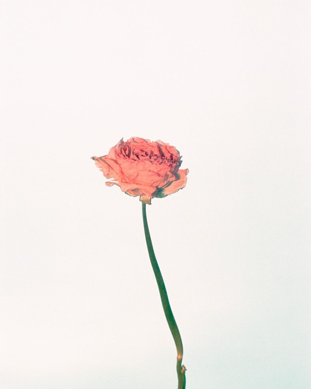 Wilted rose on a stem against a white background, creating a delicate and melancholic floral still life with soft lighting.
