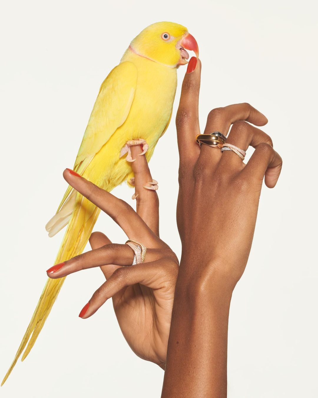 Vibrant yellow parrot perched on the finger of a hand adorned with elegant rings, set against a clean, bright white background.