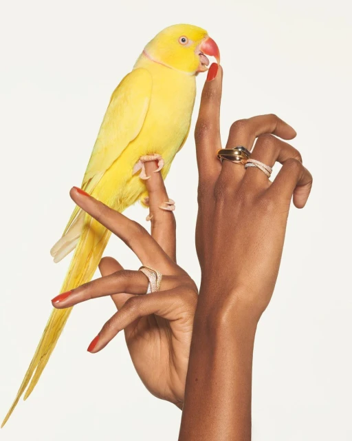 Vibrant yellow parrot perched on the finger of a hand adorned with elegant rings, set against a clean, bright white background.