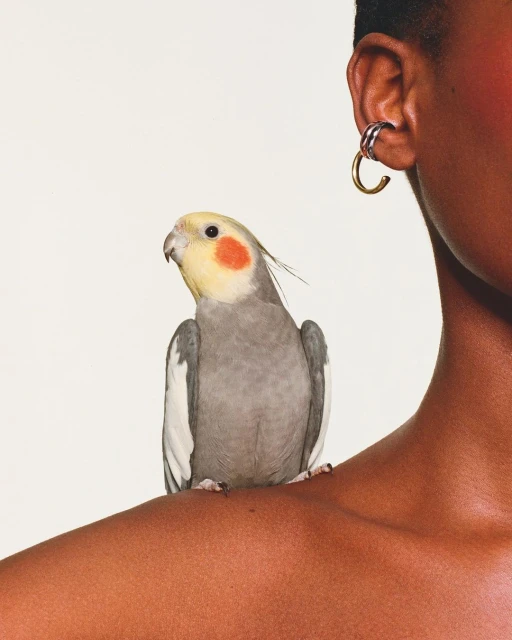 Portrait of a grey and yellow cockatiel perched on the shoulder of an adult woman with multiple gold hoop earrings on a white background.