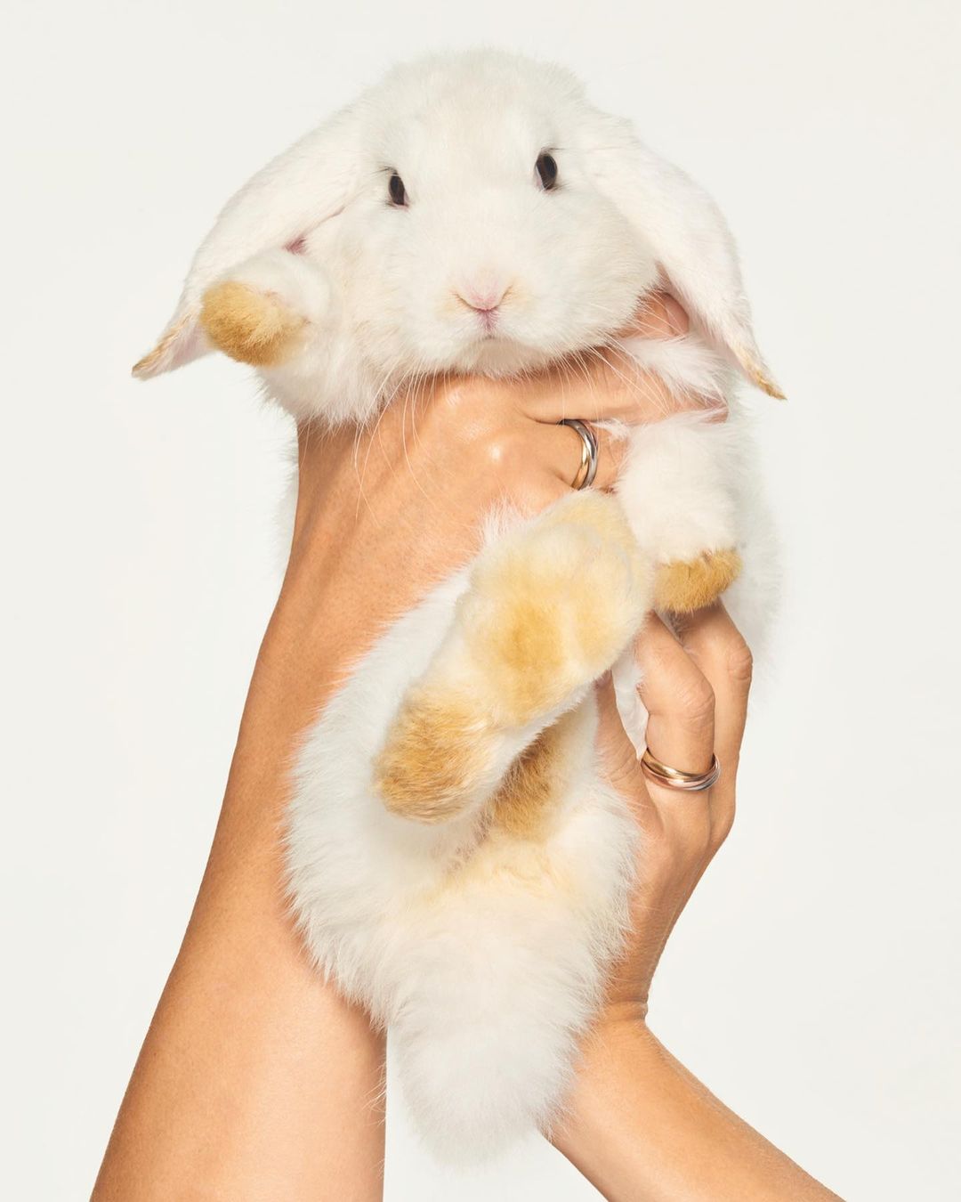 White lop-eared rabbit held in a woman's hands against a white background, showing its fluffy fur and tan markings on its paws.