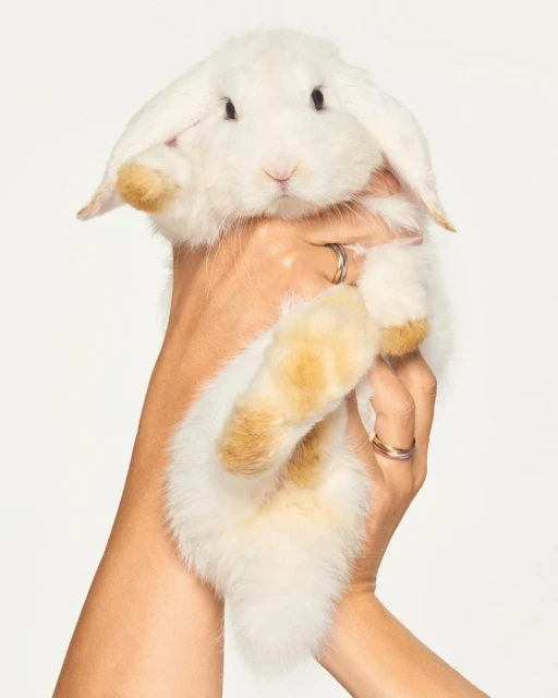 White lop-eared rabbit held in a woman's hands against a white background, showing its fluffy fur and tan markings on its paws.