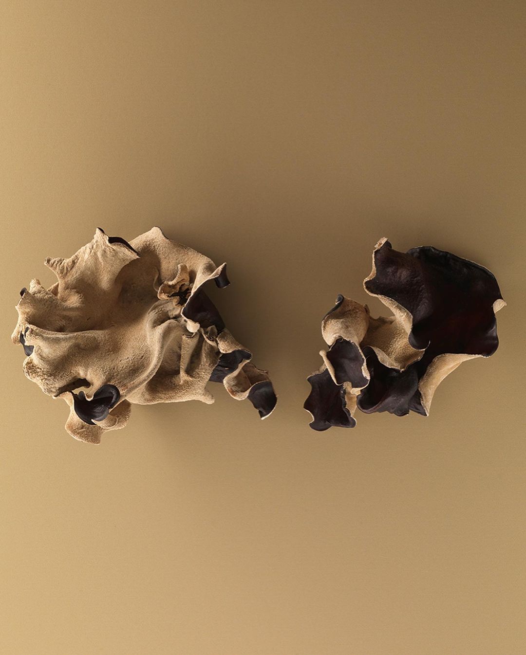 Studio shot of two wood ear mushrooms with ruffled edges, displaying their contrasting light brown and dark brown textures against a beige backdrop.
