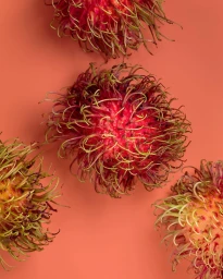 Close-up overhead still life of four hairy rambutan fruits arranged on a solid coral pink background.