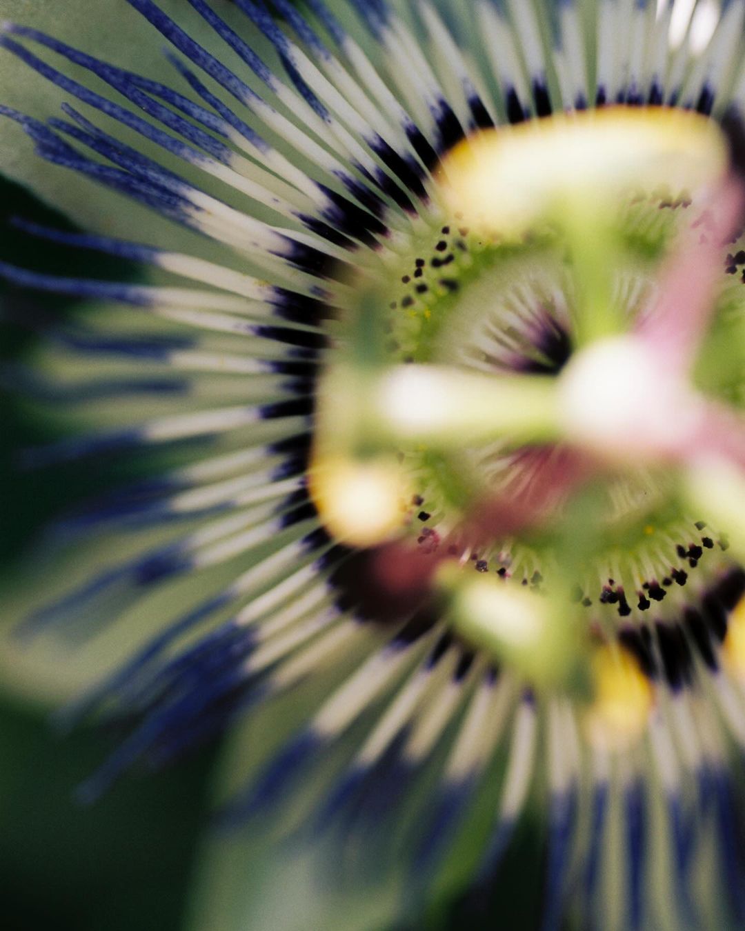 Macro photograph of a passionflower showcasing its intricate details, including blue-tipped filaments and colorful, geometric patterns.