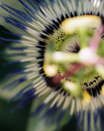 Macro photograph of a passionflower showcasing its intricate details, including blue-tipped filaments and colorful, geometric patterns.