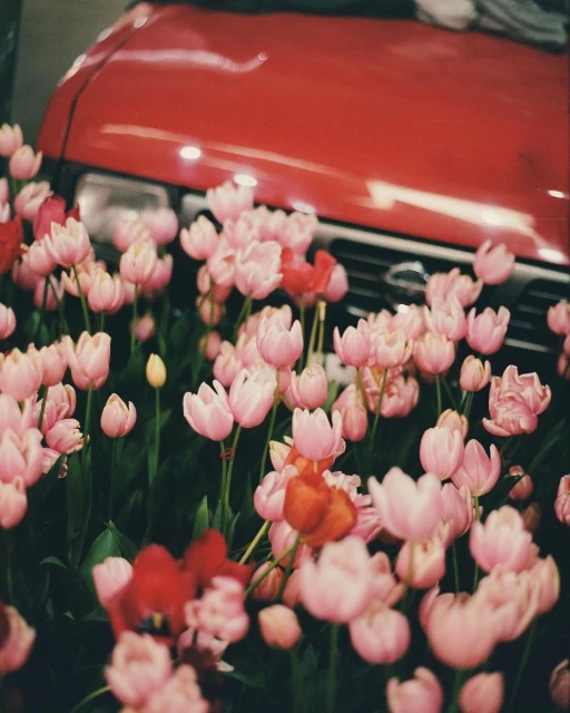 Close-up of red car hood partially visible behind pink and red tulips with green stems and leaves filling foreground.