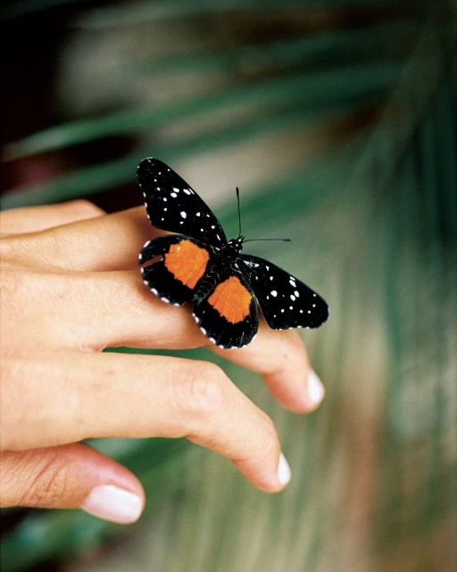 Orange-and-black butterfly with white specks rests on a person's hand against a blurred leafy background in soft, natural lighting.