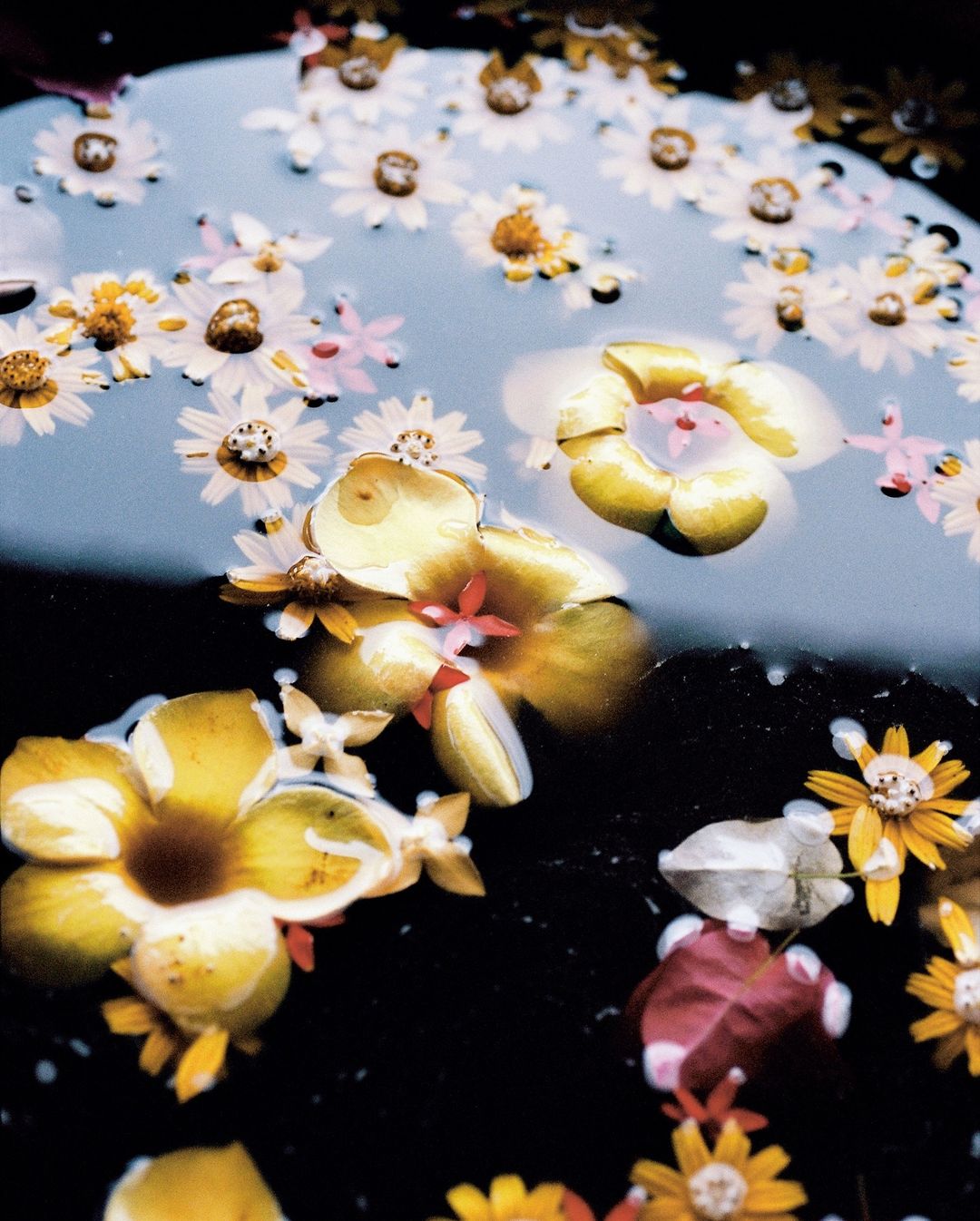 Botanical still life with yellow and white flowers floating in a dark pool of water, creating a serene and natural composition.