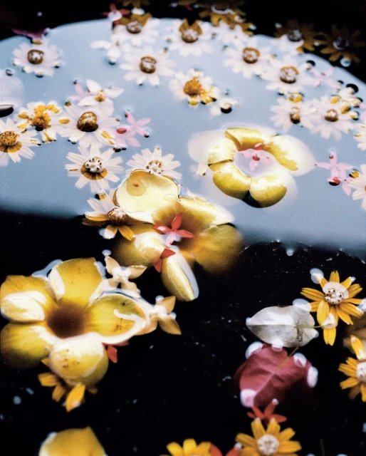 Botanical still life with yellow and white flowers floating in a dark pool of water, creating a serene and natural composition.