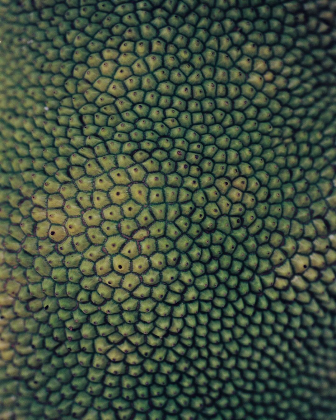 Close-up abstract of a green jackfruit exterior featuring a honeycomb-like pattern of small, rounded bumps with tiny dark spots.