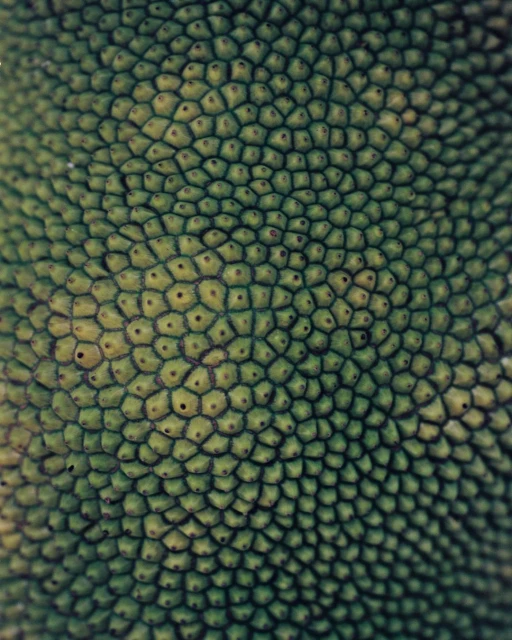 Close-up abstract of a green jackfruit exterior featuring a honeycomb-like pattern of small, rounded bumps with tiny dark spots.