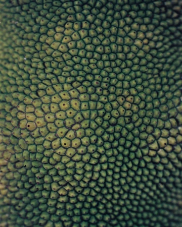 Close-up abstract of a green jackfruit exterior featuring a honeycomb-like pattern of small, rounded bumps with tiny dark spots.