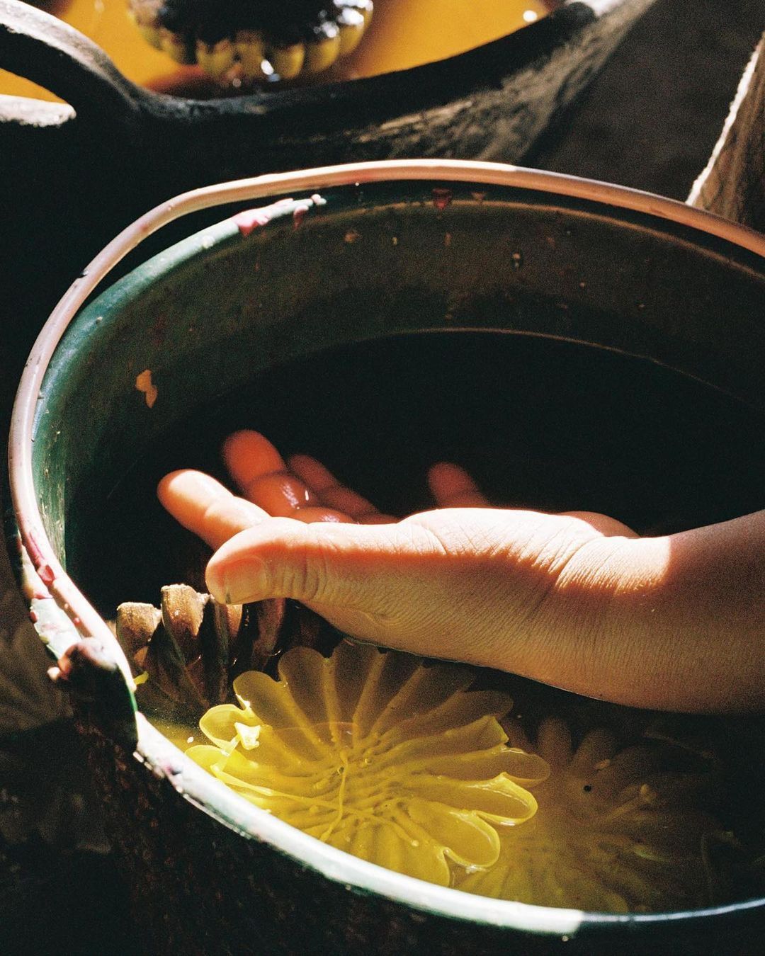 Human hand and bright yellow dahlia flowers soaking in a dark green bucket with water inside an indoor setting. 