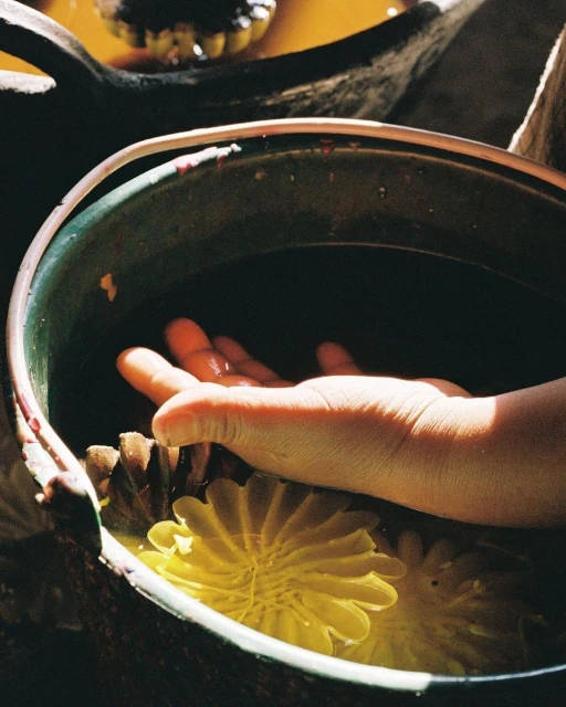 Human hand and bright yellow dahlia flowers soaking in a dark green bucket with water inside an indoor setting. 