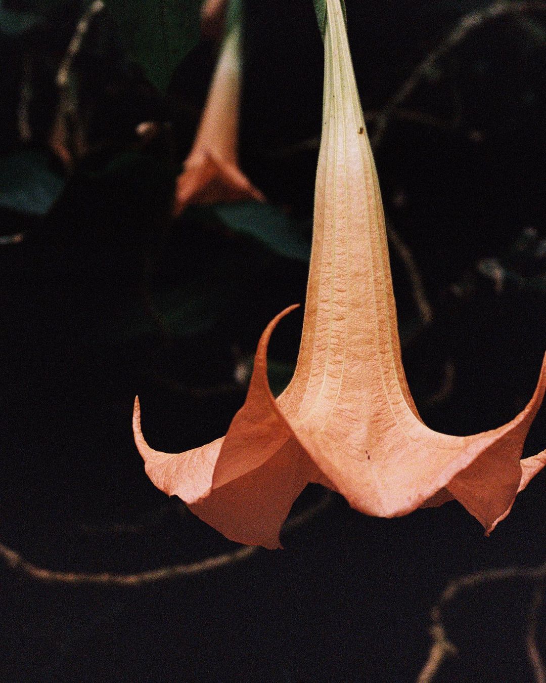 Close-up photograph of a single, large, hanging angel's trumpet flower with peach-colored petals, set against a dark, natural background.