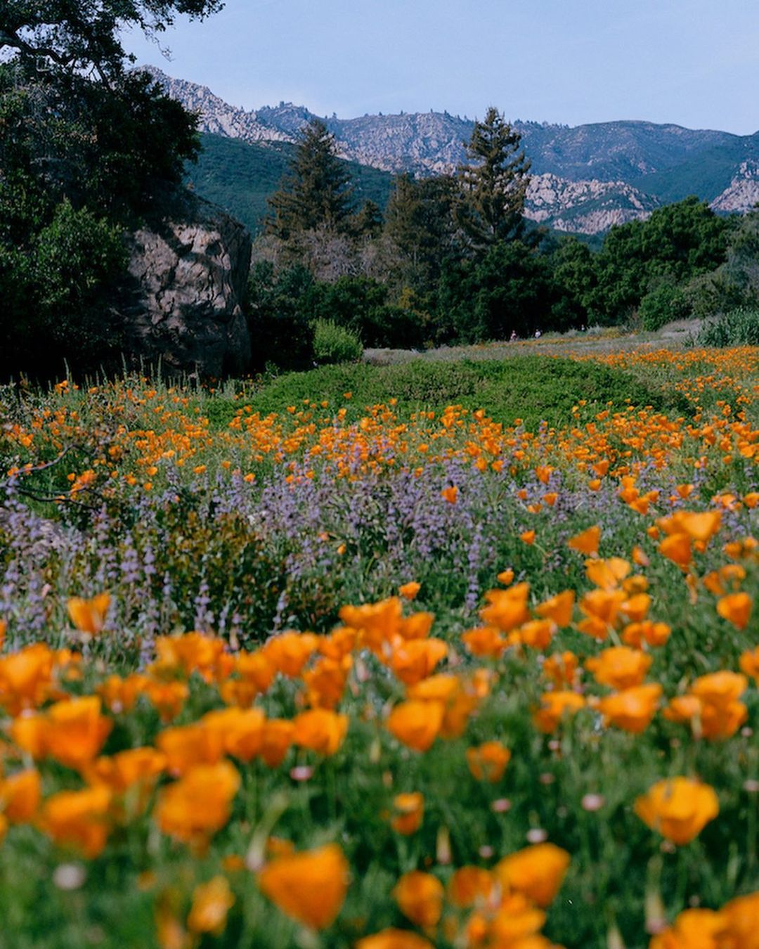 A field of orange California poppies and purple wildflowers in bloom, with a backdrop of trees, a large rock, and distant mountains.
